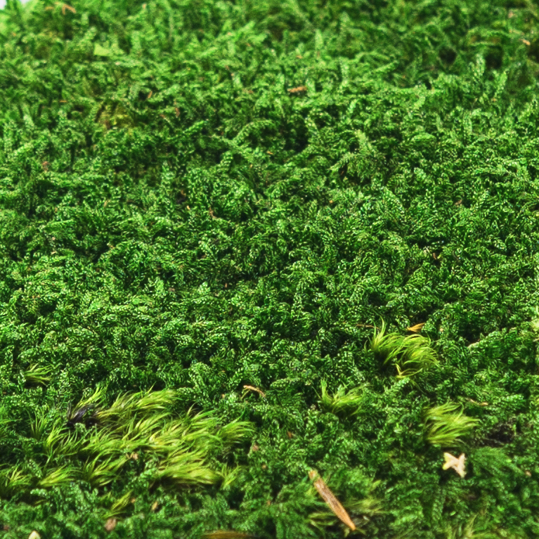 Flat Moss - 