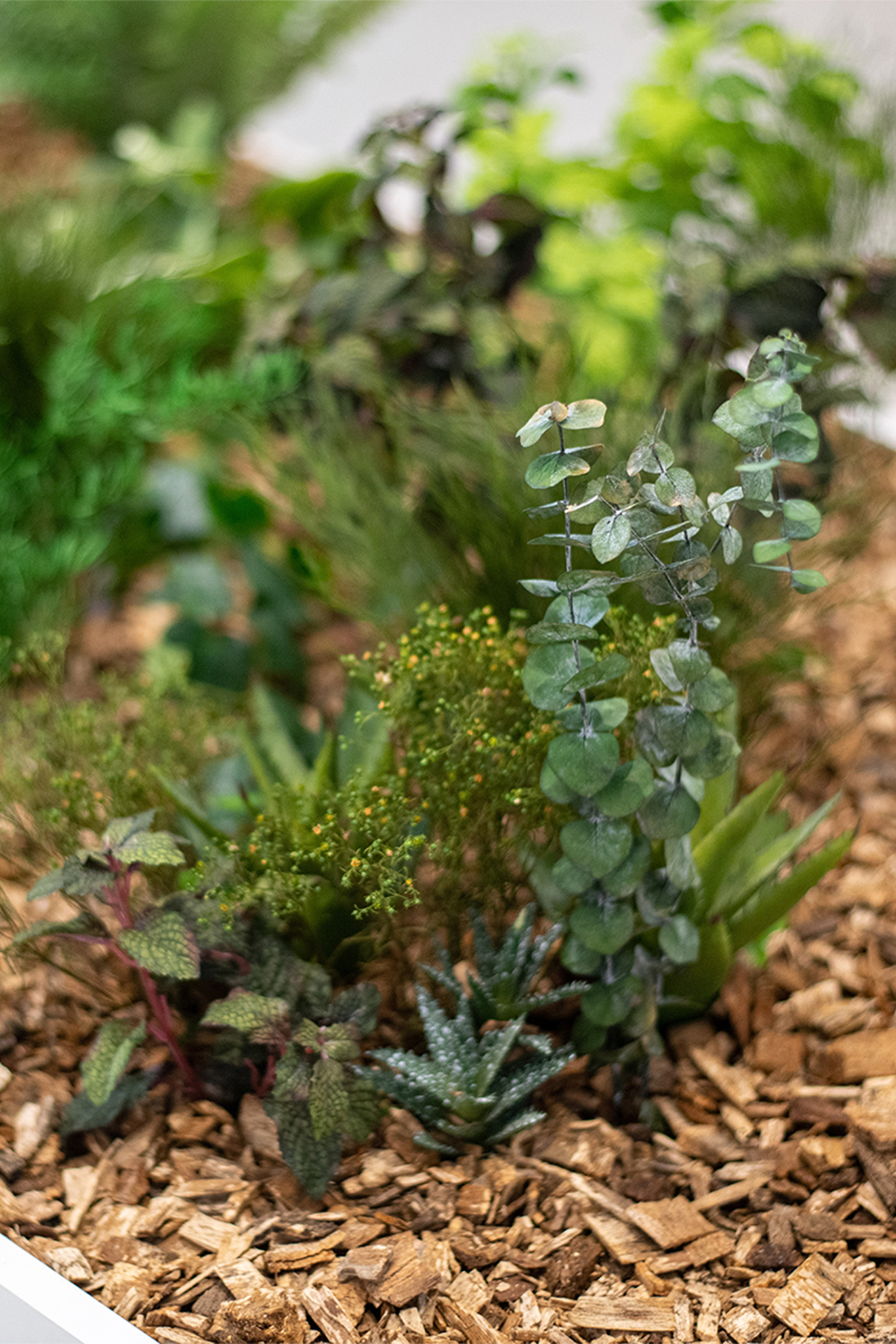 Plants preserved with vegetable glycerin