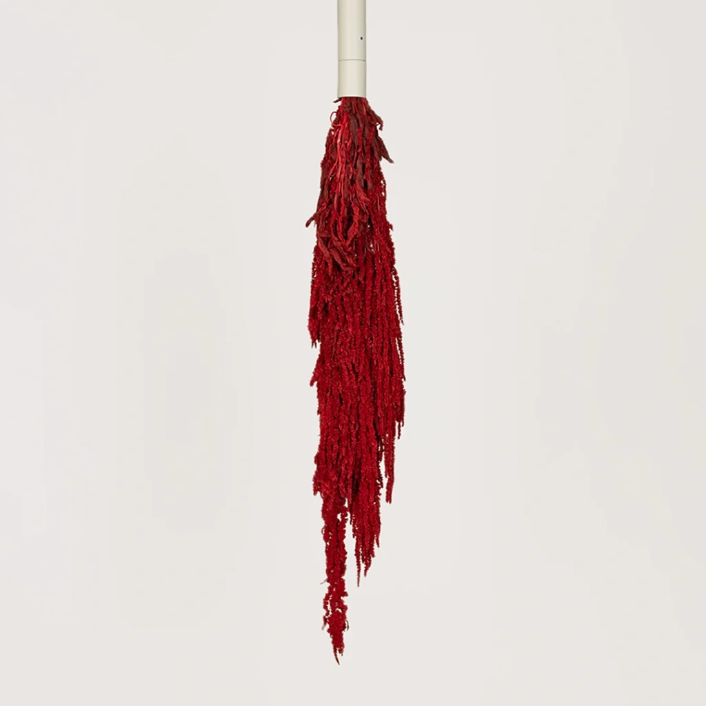 amaranthus burgundy.webp